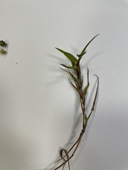 Persicaria hydropiper