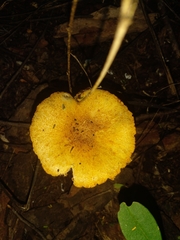 Polyporus tuberaster
