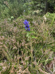 Gentiana asclepiadea