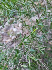 Leptospermum petersonii