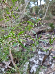 Leptospermum petersonii