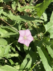 Convolvulus remotus
