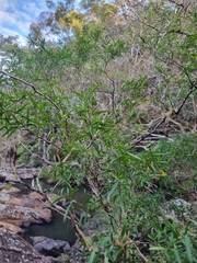 Leptospermum petersonii