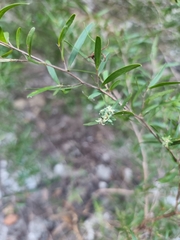 Leptospermum petersonii