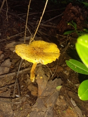 Polyporus tuberaster