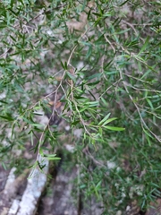 Leptospermum petersonii