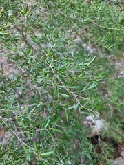 Leptospermum petersonii