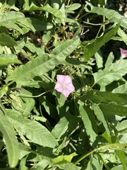 Convolvulus remotus