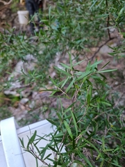 Leptospermum petersonii