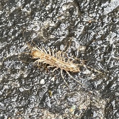 Myriapoda