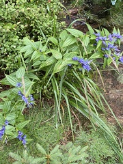 Gentiana asclepiadea