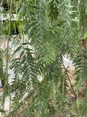 Schinus molle