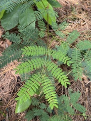 Leucaena leucocephala