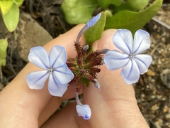Plumbago auriculata