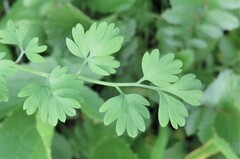 Fumaria bastardii