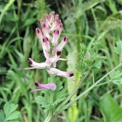 Fumaria bastardii