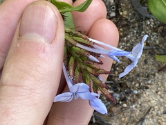Plumbago auriculata