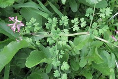 Fumaria bastardii