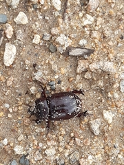 Pentodontini