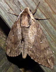 Ceratomia catalpae