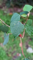 Homalanthus populifolius