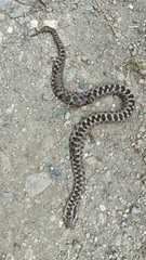 Vipera aspis