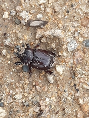 Pentodontini