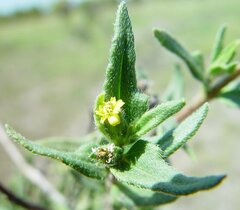 Eclipta platyglossa borealis