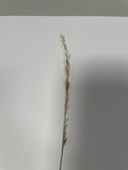 Arrhenatherum elatius