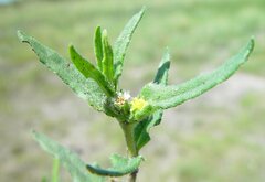 Eclipta platyglossa borealis