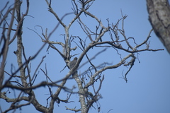 Melanerpes