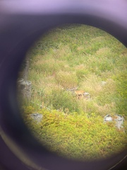 Odocoileus hemionus sitkensis