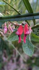 Kennedia rubicunda