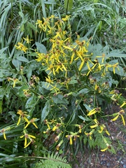 Senecio ovatus