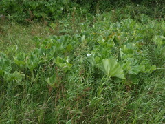 Petasites spurius