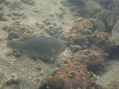 Scarus rivulatus