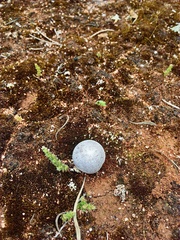 Lycoperdon