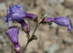 Penstemon parvulus