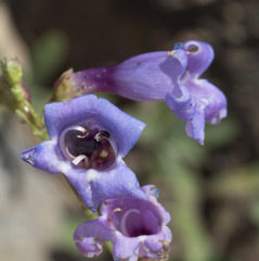 Penstemon parvulus