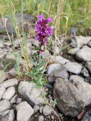 Lythrum salicaria