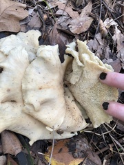 Favolus brasiliensis