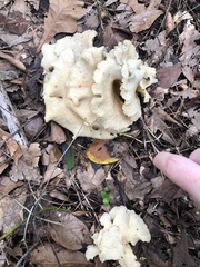 Favolus brasiliensis