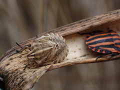 Graphosoma italicum italicum