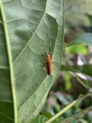 Cantharidae