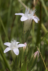 Gentianella amarella acuta