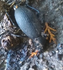 Carabus coriaceus
