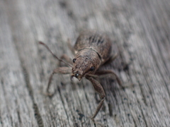 Pantomorus cervinus