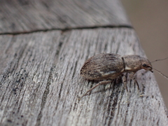 Pantomorus cervinus