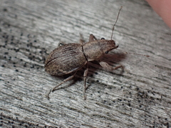 Pantomorus cervinus