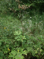 Heracleum sphondylium sibiricum